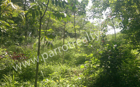 investment opportunity- 3acre agricultural land in puthussery