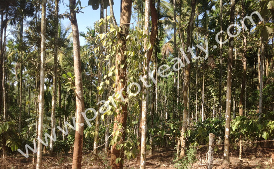 fantastic 1.5acre agricultural land for sale in erulam