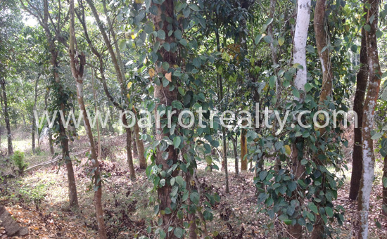 1.5acre land for sale in malavayal for 16lakh
