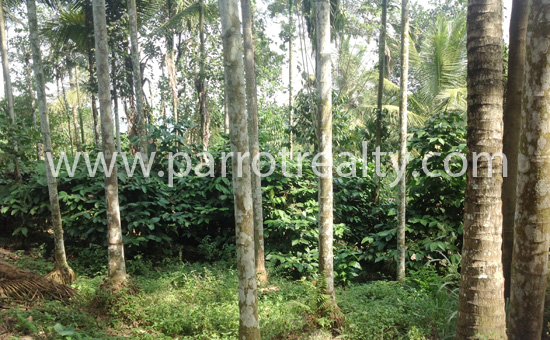 23cent land for sale in malavayal