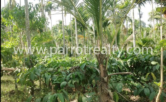 50cent land for sale in manalvayal for 15lakh