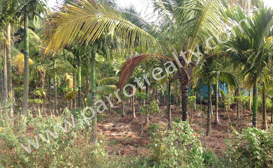 investment opportunity - 20cent land in panamaram