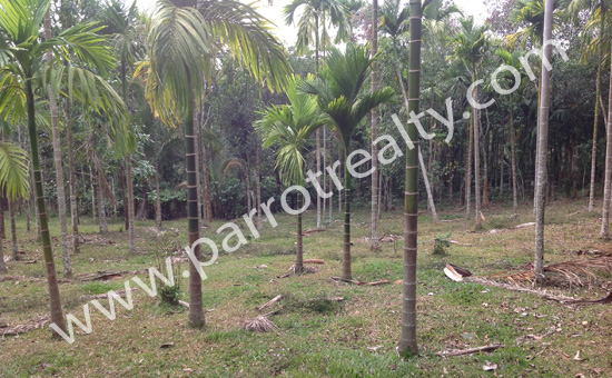 22cent land for sale in arinjarmala for rs.26000/cent