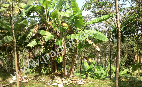 6.75acre agricultural land for sale in kundala
