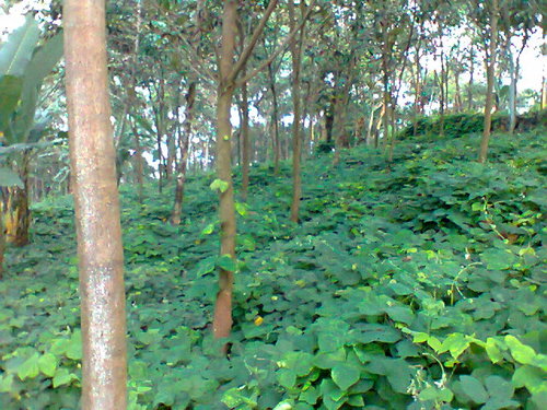 rubber plantation @34000 per cent at kooderanji - calicut