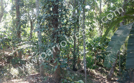 reasonable rate -1.32acre land with a small house in chundakunnu