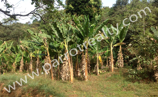 5acre agricultural land for sale at valad