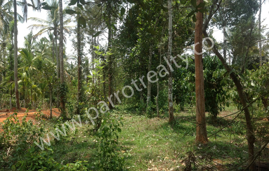 2acre land for sale in panamaram at 26000/cent