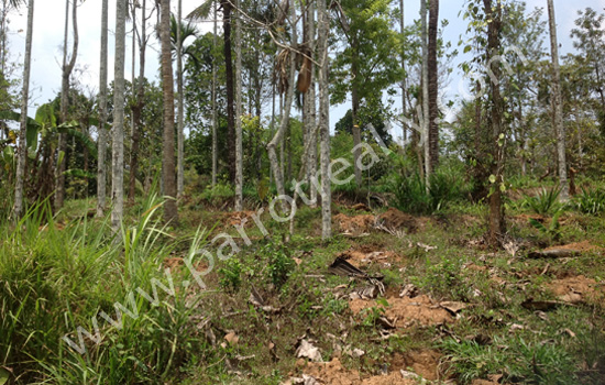 50cent land for sale in thazhamund ( kenichira) at 22000/cent