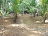 5.60 cents sqaure plot for sale , paniker rd nadakkav