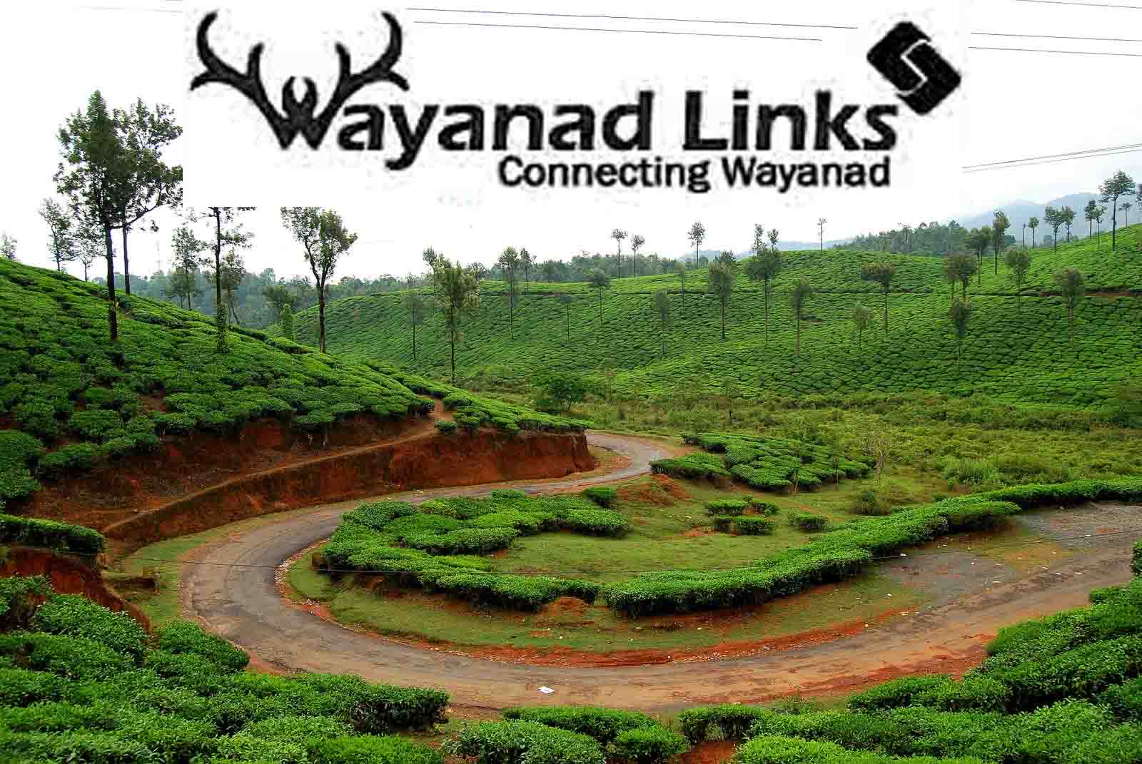 4 acres coffee plantation for sale