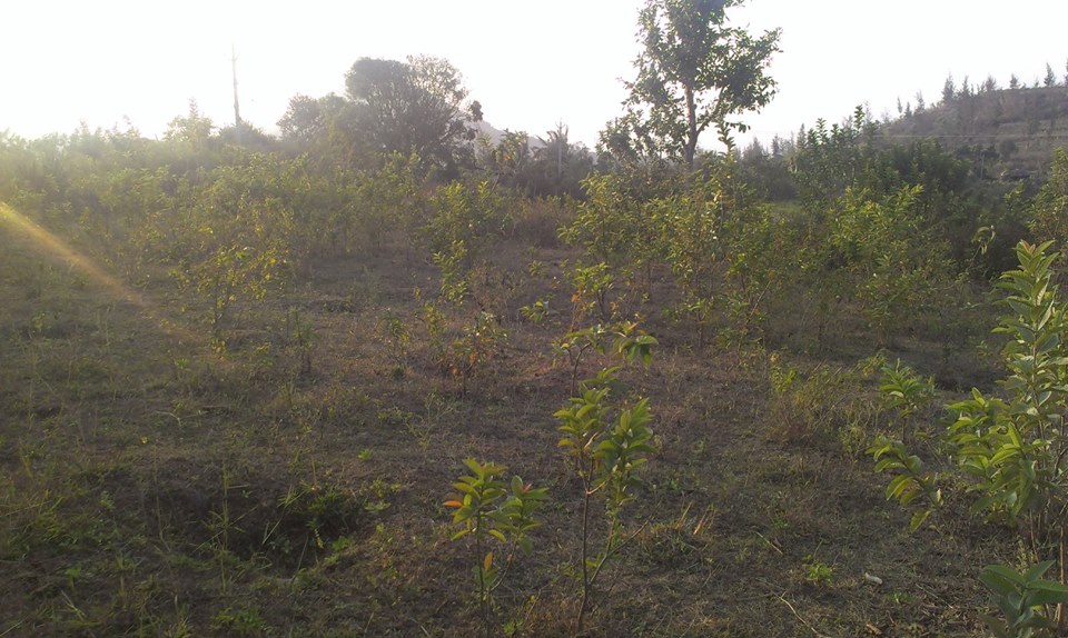 30,000 per cent (2 acres) in palakkad