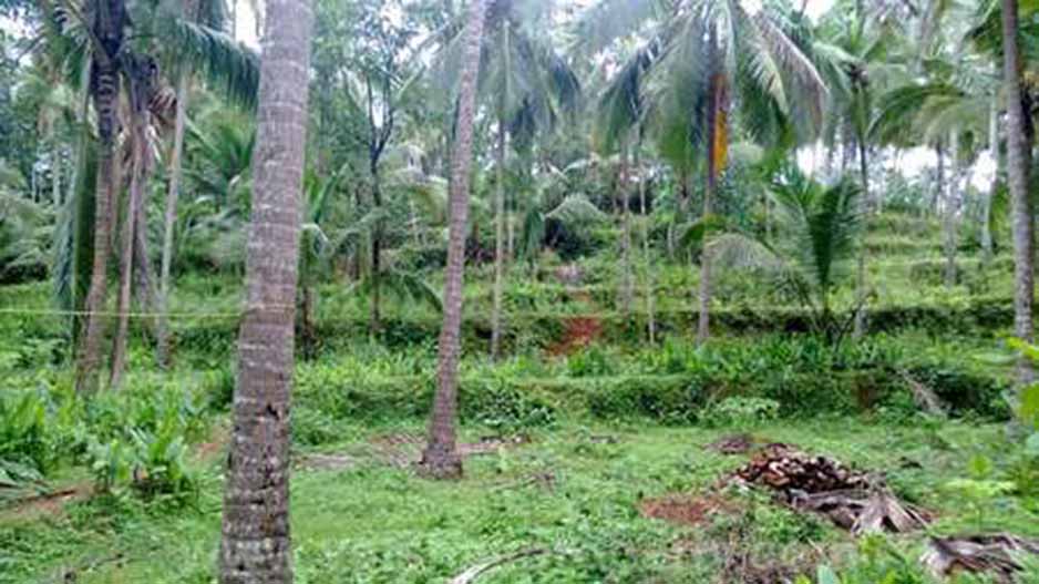 11.5 cents residential land for sale at kakkur
