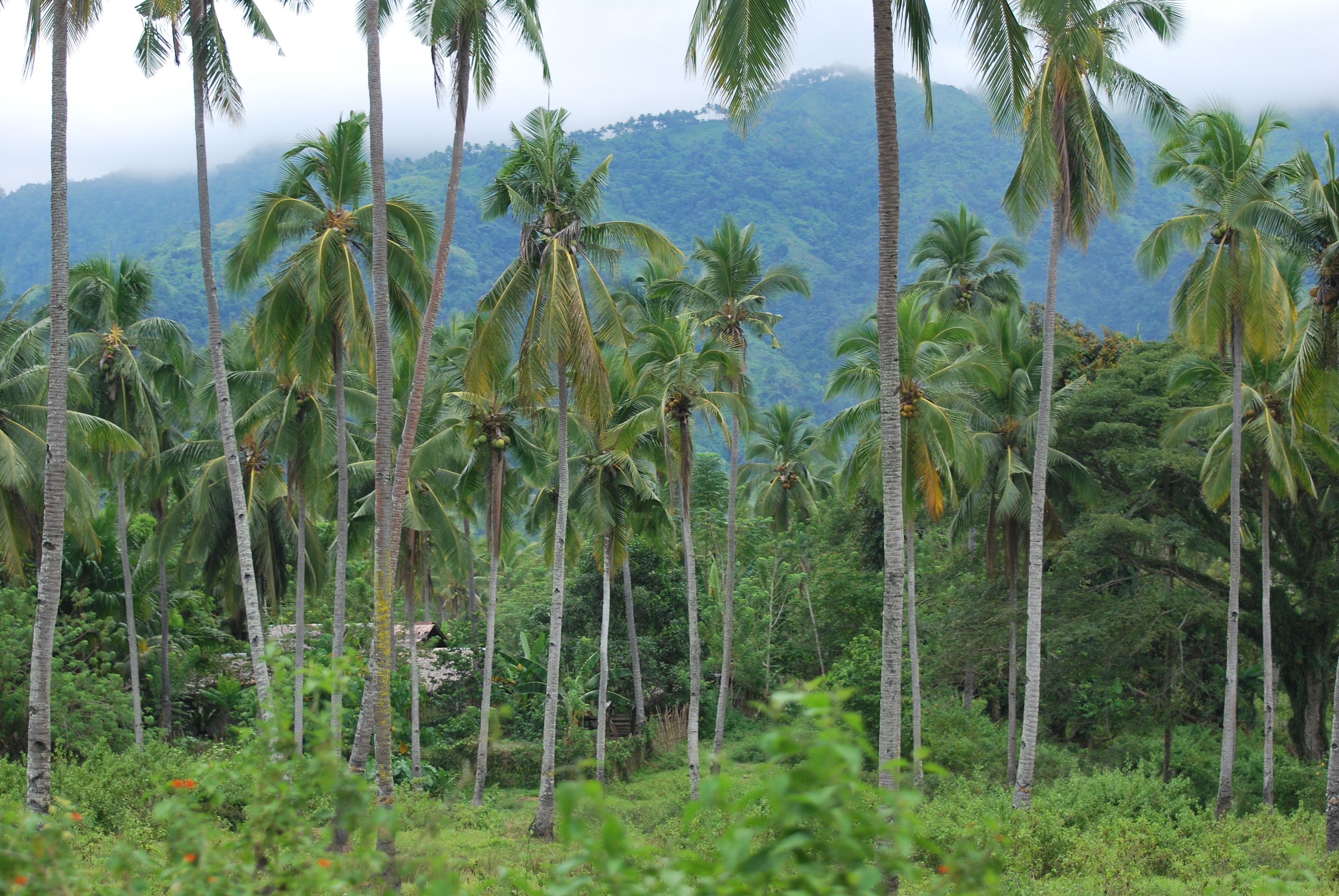 3.5 acre very well maintained and high yielding coconut grove with multiple
