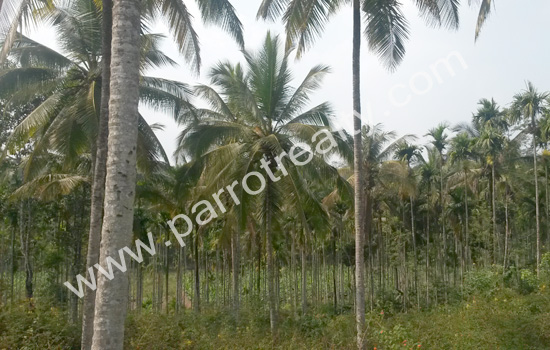40 cent land with 60 cent paddy for sale in near nadavayal