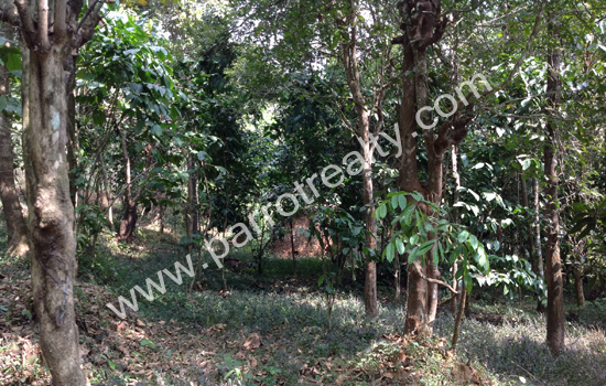 80 cent water frontage land for sale in padinjarathara.