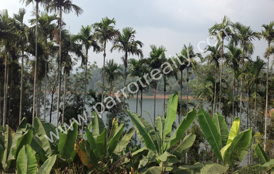 4acre land for sale in banasura sagar dam.