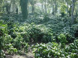 coffee estate for sale wayanad kalpetta
