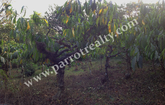 25 cent house plot for sale in near cheengodu. wayanad