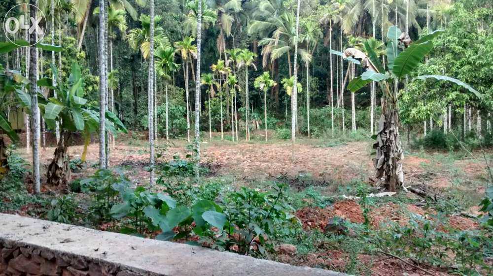 44 cent plot for sale kunnamangalam padanillam