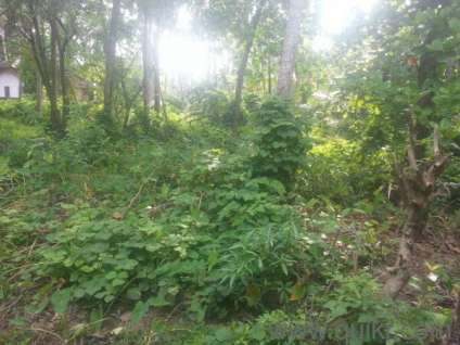 4.8 cent house plot for immediate sale