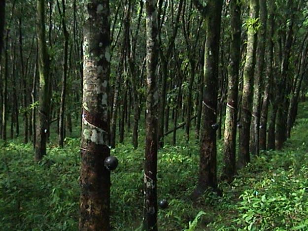 rubber estate