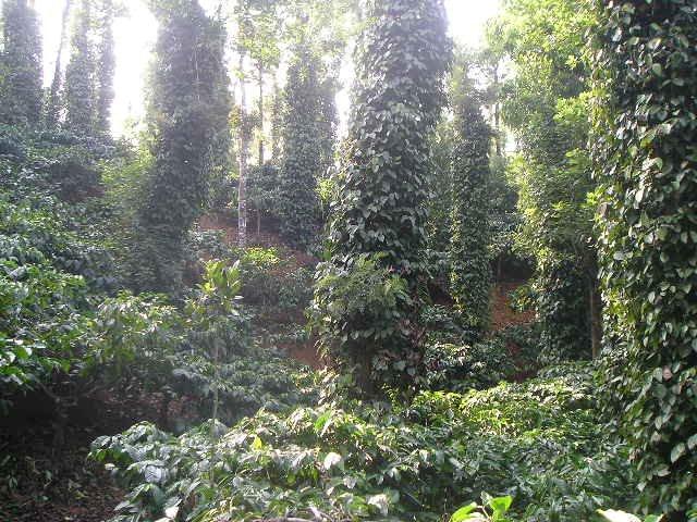 12 acre beautiful coffee plantation suitable for resorts or home stays for