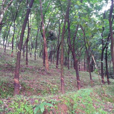 rubber plantation