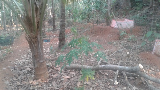 9.50 cent house plot near chevayoor
