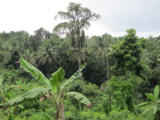 agricultural land