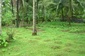 10 cent, commercial cum residential land for sale at quilandi, calicut.