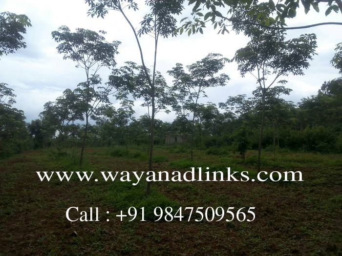 real estate properties in wayanad.-wayanadlinks