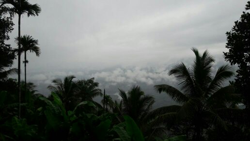 2.5 acre rubber plot for sale at kenichira,wayanad.